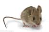En agissant sur un seul gène, des scientifiques ont obtenu une souris qui apprend plus vite que la normale. Cette souris surdouée, qui montre aussi moins d’anxiété, laisse envisager de nombreuses applications thérapeutiques chez l’Homme.