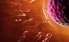 Lors de l’éjaculation, entre 100 et 300 millions de spermatozoïdes sont libérés, mais seulement une vingtaine parviennent à atteindre l’ovule. La chaleur joue un rôle clé dans cette course, en activant les spermatozoïdes au moment crucial pour permettre la fécondation. © Christoph Burgstedt, Adobe Stock