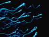 Le spermogramme analyse le nombre de spermatozoïdes présents dans le sperme et leur mobilité. © Sebastian Kaulitzki, Fotolia