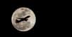 La — seule — super-Lune de 2017 apparaîtra demain soir, dimanche 3 décembre. Fera-t-il beau ?Serez-vous dehors une vingtaine de minutes après le coucher du Soleil ? Prévoyant, Futura vous propose des images de la super Lune du 14 novembre 2016, la plus rapprochée depuis 1948.