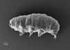 Les tardigrades sont de minuscules invertébrés très répandus dans les milieux aquatiques et terrestres. Il n’en existe pourtant que trois à l’état fossile, ce qui laisse un grand vide quant à leur histoire évolutive. Un nouveau spécimen d’une espèce encore inconnue vient d’être décrite par des chercheurs.