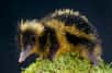 Un tenrec zébré adulte, petit mammifère endémique de Madagascar. © mgkuijpers, Adobe Stock
