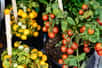 Quel bonheur de déguster des tomates juteuses et goûteuses tout l’été ! Si vous bénéficiez de peu de place, plantez des pieds de tomates dans des pots. Placés au bord de la terrasse, sur le balcon ou dans un petit patio, vous récolterez de nombreuses tomates de couleur rouge, jaune, verte, noire ou orange.