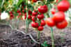 Belles grappes de tomates cultivées sous abri. © Vesna, Adobe Stock
