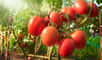 Les variétés de tomates vont de la petite tomate cerise à la grosse tomate coeur de boeuf. © singkham, fotolia