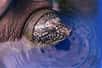 La tête de la femelle tortue à carapace molle de Swinhoe capturée dans le lac Dong Mo au Vietnam. © WCS Vietnam