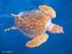 Une tortue caouanne à la surface de l'eau. © C. Yzoard