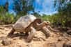 Une expédition scientifique a découvert dans l'archipel des Galapagos une tortue apparentée à l'espèce disparue du célèbre George le Solitaire, mort sans descendance.