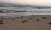 Près d'une centaine de tortues imbriquées ont rejoint l'Atlantique depuis une plage déserte de l'est du Brésil. © Mairie de Paulista