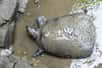 La tortue à carapace molle du Yangtsé ne compte plus que trois spécimens connus à la surface du globe après le décès début avril d'une femelle âgée d'au moins 90 ans au zoo de la ville de Suzhou, dans l'est de la Chine. © STR - AFP