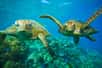 Les tortues vertes sont des tortues marines présentes dans les eaux tropicales et tempérées de tous les océans. © treetstreet, Adobe Stock