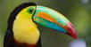 Les toucans sont de fascinants oiseaux forestiers des Amériques tropicale et équatoriale. Certains d'entre eux fréquentent les mangroves. Sept espèces sont recensées en Guyane française. Ces animaux y sont appelés « gros becs » du fait de la taille impressionnante de leur appendice qui est, de plus, très souvent coloré et dentelé.