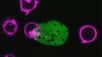 L’amibe attaque les cellules du côlon vivantes en les avalant, un processus appelé trogocytose qui provoque une accumulation de calcium qui finit par tuer la cellule et endommager les tissus. © Katherine Ralston