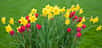 Tout le printemps, vous avez profité des floraisons lumineuses et colorées de tulipes, narcisses, jonquilles et jacinthes. Que faire de ces bulbes à floraison printanière, une fois la floraison passée ? Ne pas les toucher ou bien les arracher ?