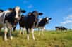 Introduit chez des vaches, un gène leur a conféré la résistance à la tuberculose bovine. La méthode est celle de l'édition génétique et des applications pourraient dériver de cette recherche car elle a perfectionné la célèbre « technique des ciseaux », alias CRISPR/Cas9, afin d'éviter certains effets indésirables.