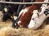 Des traces du virus H5N1 (grippe aviaire) ont été détectées dans du lait de vache pasteurisé, un risque pour la santé des consommateurs ? © focus finder, Adobe Stock