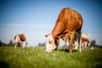 Contrairement à une idée largement répandue, le bœuf nourrit à l'herbe des pâturages a un impact carbone plus élevé que son homologue nourri aux céréales... à condition de prendre en compte le coût d'opportunité du carbone.