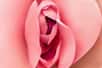 Le vagin est un organe essentiel de l'appareil reproducteur féminin. © Nicoletta, Adobe Stock