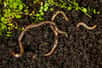 Comment limiter l'expansion du vers sauteur (Amynthas agrestis) ? © Juankphoto, iStock