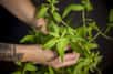 Les verveines sont des plantes médicinales, aromatiques ou ornementales que l’on peut cultiver en pot sur sa terrasse ou son balcon. Les feuilles fraîches ou séchées de la verveine citronnelle serviront à la préparation de délicieuses tisanes.