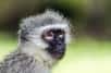 Le vervet est un singe de la famille des cercopithécidés, du genre Chlorocebus. Comme d’autres singes qui ne sont du genre Cercopithecus, il peut être désigné par le teme vernaculaire de cercopithèque. © UTOPIA, Fotolia