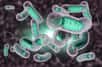 Des chercheurs ont filmé une bactérie Vibrio cholerae en train d'attraper un morceau d'ADN grâce à des pili. Ces recherches peuvent aider à mieux comprendre comment des bactéries évoluent et acquièrent de nouvelles compétences comme une résistance aux antibiotiques.