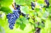 Il y a les vins bio dont les raisins sont issus de l'agriculture biologique et des vins bio qui, en plus, ont une vinification biologique. S'y ajoutent aussi des vins issus de l'agriculture biodynamique. Lesquels peuvent avoir le label bio et quelles sont les différences ?
