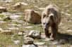 Depuis des siècles, la légende du yéti perdure au Népal et au Tibet, avec des témoignages et des récits transmis de génération en génération. Une nouvelle analyse ADN de huit échantillons provenant de supposés yétis montre qu’il s'agirait en fait d’ours asiatiques.