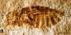 Les calcaires lithographiques permettent une excellente conservation de fossiles. Parmi les plus célèbres figurent ceux de Solnhofen en Bavière et de Cerin dans l’Ain, dont les âges sont comparables. Le site de Cerin avait livré essentiellement des spécimens de la faune et la flore marine de la fin du Jurassique mais aucun d’insecte terrestre, contrairement à Solnhofen. On vient d’en découvrir un dans la région d’Orbagnoux en France. C’est le plus ancien représentant des insectes apparentés aux gerridés, plus connus sous le nom d’araignées d’eau.