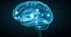 Les chercheurs ont un temps cru que l’intelligence de l’Homme était liée à la taille de son cerveau. Ils ont ensuite établi qu’elle tenait plus de sa structure même. Et aujourd’hui, ils avancent que notre intelligence reposerait sur la quantité de sang qui irrigue notre cerveau.