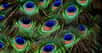 Les plumes de paon présentent des structures périodiques à l’origine d’une magnifique iridescence. © Alexas_Fotos, Pixabey, CC0 Creative Commons