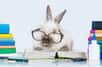 Le lapin est loin d'être un crétin ! [Un lapin nain domestique semble lire un livre] Ils ont par exemple des relations hiérarchiques très structurées entre eux. © Rita Kochmarjova, Adobe Stock
