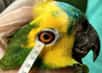 L'Amazone à front bleu est un perroquet vivant en Amérique du Sud. © Arianne P. Oriá