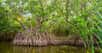 En première approximation, on peut dire qu’une mangrove est une forêt les pieds dans l’eau. © danydory, Pixabay, CC0 Creative Commons