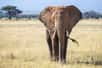 La réputation des éléphants en matière de mémoire n’est plus à faire. Cette expression populaire — "les éléphants n’oublient jamais" — est souvent utilisée pour désigner une mémoire impressionnante, presque infaillible. Mais est-ce vraiment le cas ? Et si oui, qu’est-ce qui explique ce don étonnant chez ces géants de la savane ?