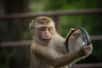 Aux États-Unis, une plainte a été déposée contre Elon Musk à propos des « souffrances extrêmes » subies par des primates lors des essais de ses implants cérébraux. Seuls 7 des 23 singes sont encore en vie.