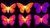 Les chercheurs ont longtemps considéré les ailes des papillons comme des membranes inertes. Pourtant, une étude vient de montrer que ces ailes contiennent des cellules vivantes, et nécessitent une régulation fine de la température. Elles ont un rôle de détection des rayons du soleil, de leur intensité et de leur direction pour que le papillon puisse éviter la surchauffe. Mais ce n'est pas la découverte la plus surprenante : les ailes des papillons ont leur propre cœur. 