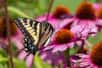 Les papillons font partie des insectes pollinisateurs. © Proedding, Adobe Stock
