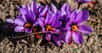 Les pistils constituent les organes reproducteurs femelles des plantes. Le pistil particulier du crocus sativus linnæus, une fois séché, donne le safran. © coclate66, Pixabay, CC0 Public Domain