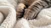 Vous avez sûrement déjà observé votre chat en train de presser doucement ses pattes avant sur un coussin, un plaid ou même sur vous. Ce comportement, souvent accompagné de ronronnements, intrigue de nombreux propriétaires. S'agit-il d'un simple geste affectueux ou cache-t-il une signification plus profonde ?