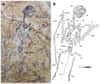 À droite, une photographie du fossile de Sinomacrops bondei. À gauche, un dessin schématique du même spécimen. La barre d'échelle représente 20 millimètres. © Xuefang Wei et al., Paleontology and Evolutionary Science