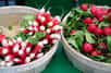 Récolte de radis ronds et radis demi-longs cultivés dans des pots et jardinières sur le balcon © eqroy, Adobe Stock