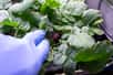 Une installation spéciale de croissance végétale permet aux astronautes de cultiver toutes sortes de légumes et d'étudier leur développement, avec pour but de bientôt pouvoir s'en nourrir.
