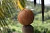 La noix de coco est un fruit tropical riche en ressources, que l’on consomme aussi bien pour son eau rafraîchissante que pour sa chair savoureuse. Pourtant, une fois le fruit consommé, la coque, les fibres et les résidus sont souvent jetés à la poubelle. Ce geste, bien que courant, représente une perte importante de matière naturelle et biodégradable, qui peut être exploitée de manière utile et écologique dans nos jardins.