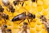 Au cœur d'une ruche d'abeille à miel, une seule reine trône. Elle est la seule à pouvoir donner naissance. Des chercheurs se sont penchés sur le lien entre la possibilité d'enfanter, et le régime alimentaire des larves... Et si, jusqu'à présent, nous regardions ce problème dans le mauvais sens ?