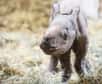 Le 24 décembre 2019, le zoo de Potter Park a accueilli une naissance exceptionnelle, celle d'un bébé rhinocéros noir. Pour protéger cette espèce, gravement menacée d'extinction, un vaste programme de conservation a été mis en place.