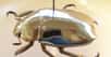 Tout ce qui brille n’est pas or, nous dit le proverbe. Le Chrysina resplendens, un scarabée qui vit en Amérique centrale, le confirme. Sa splendide couleur dorée tant appréciée des collectionneurs a longtemps intrigué les scientifiques. Aujourd’hui, des chercheurs britanniques nous proposent une explication.
