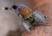 Elles n'étaient que trois, elles sont à présent cinq. Deux nouvelles araignées paons enrichissent un groupe d'arachnides qui s'avère bien plus diversifié qu'il n'y paraît. En plus de leur sublime apparence, les petites créatures produisent de spectaculaires danses de la séduction.