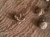 Curiosity a photographié une petite et étonnante concrétion minérale à la surface de Mars, dont le processus de formation serait assez similaire aux roses des sables terrestres.