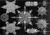 Dessins de radiolaires. © Ernst Haeckel, Wikimedia Commons, domaine public